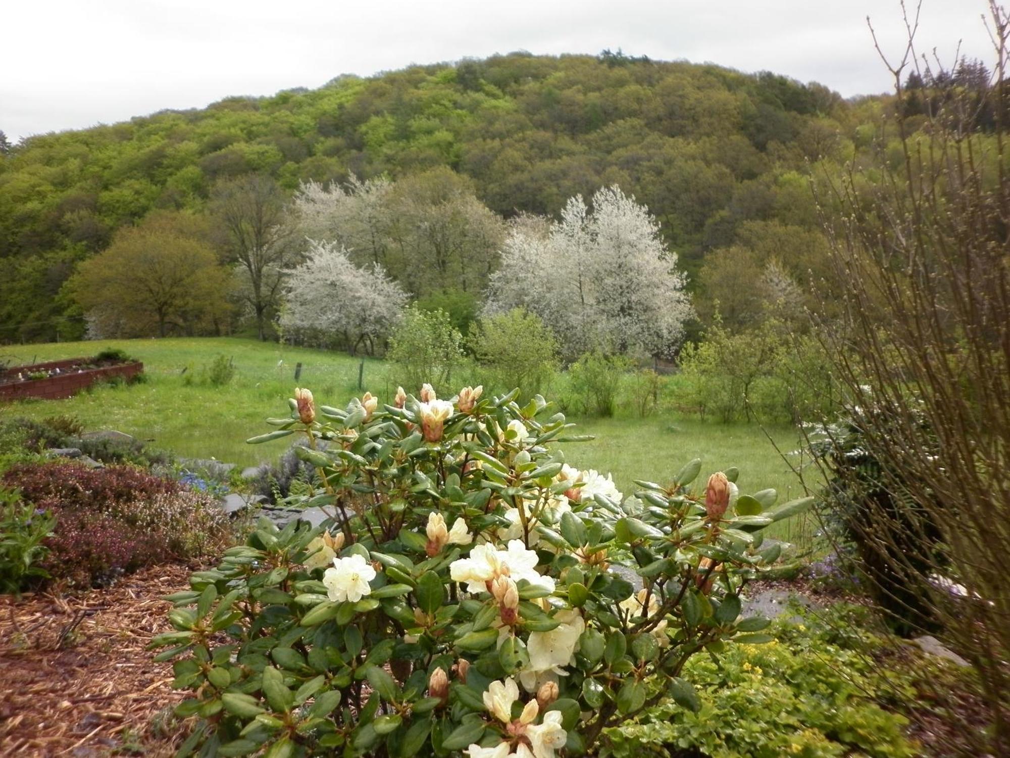 Land Des Friedens In Nettersheim / Eifel公寓 外观 照片